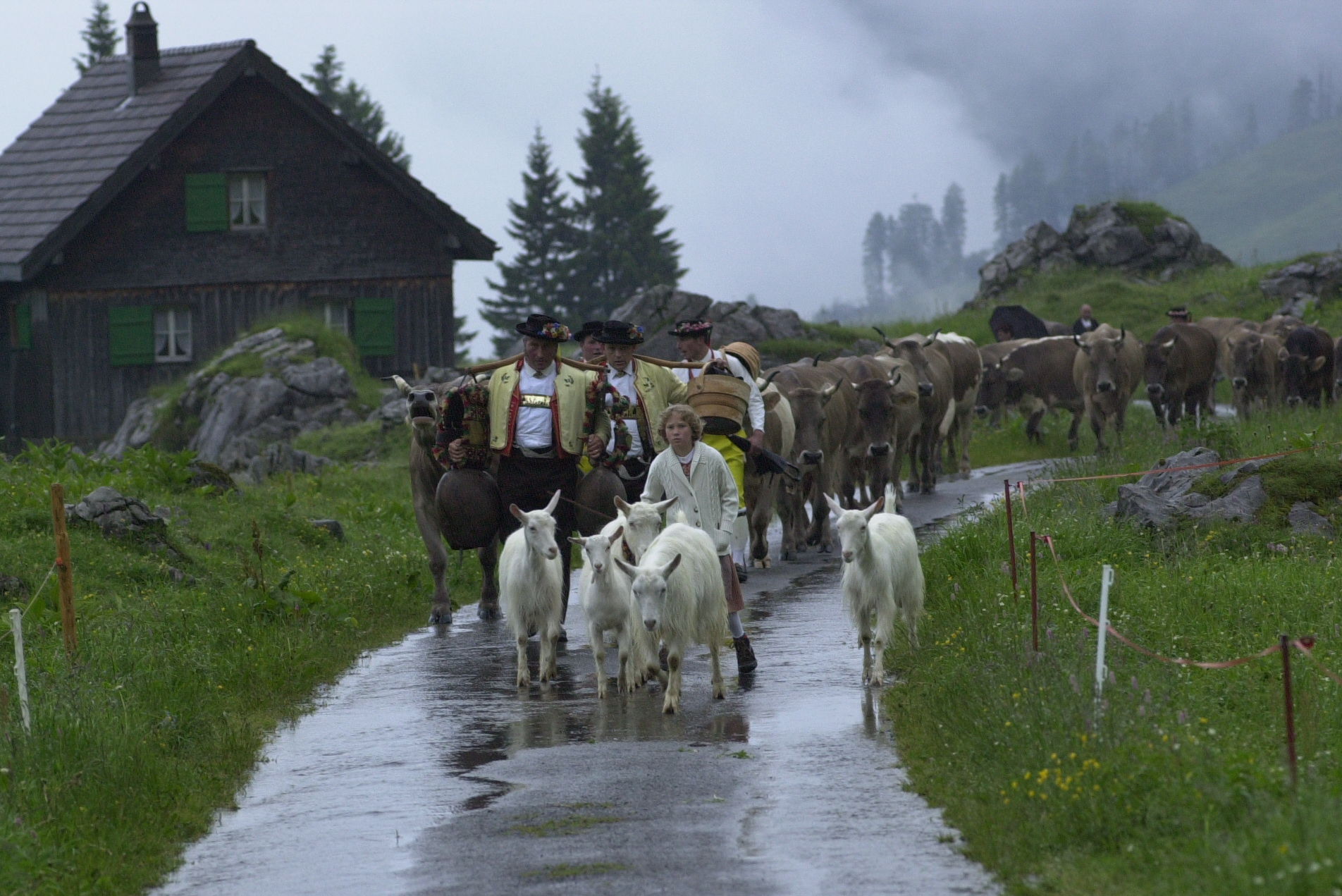 Schwägalpfahrt: Alpfahrten finden auch bei Regenwetter statt © Hans Hürlemann, Urnäsch, 2001