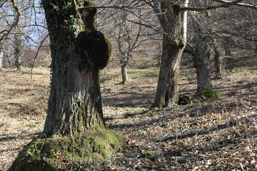 Eine Reihe von Bäumen in der Kastanienselve von Caneggio, Muggiotal © Paolo Crivelli/MEVM