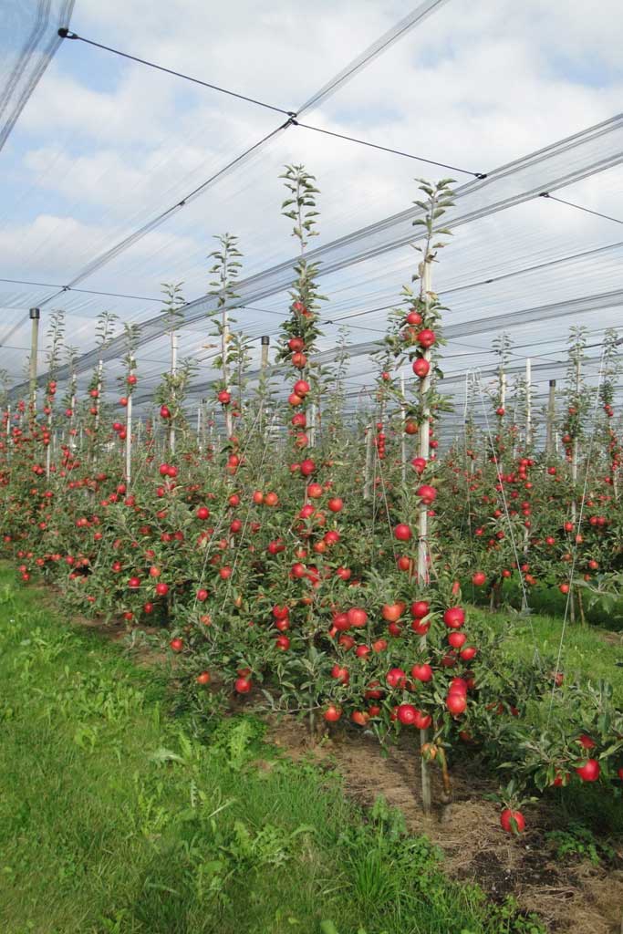 Niederstammanlage der Apfelsorte Braeburn in Riedt/Erlen © Bruno Hugentobler, 2009