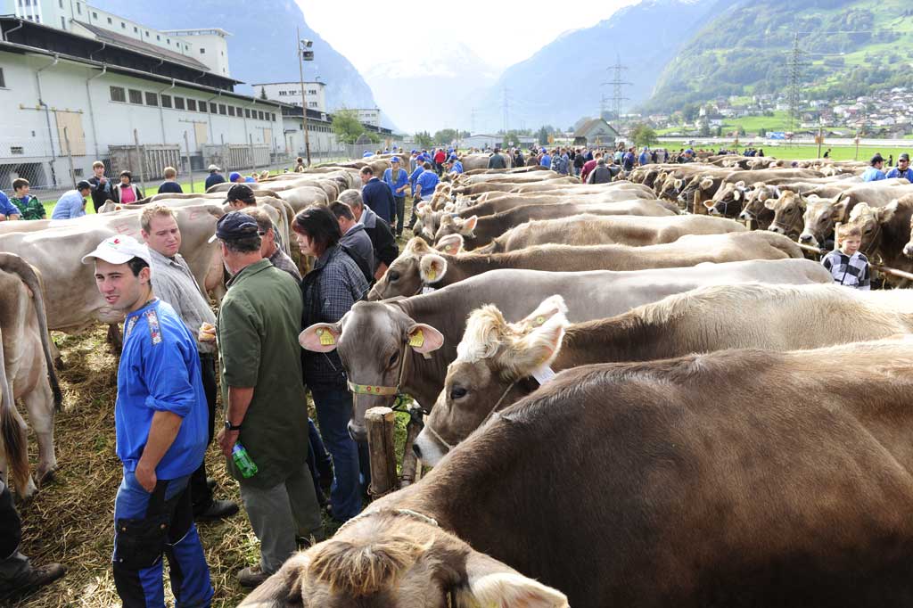 Kantonale Grossviehschau Uri: Rund 500 Rinder, Kühe und Stiere finden sich auf dem Areal Eyschachen ein, Altdorf, Oktober 2010 © Christof Hirtler, Altdorf