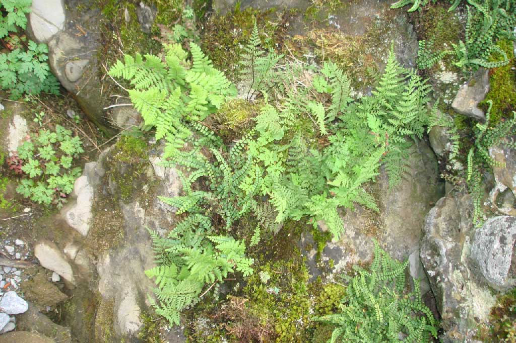 Trockenmauern sind ökologisch wertvoll © Felix Riegger/www.steinundkraut.ch