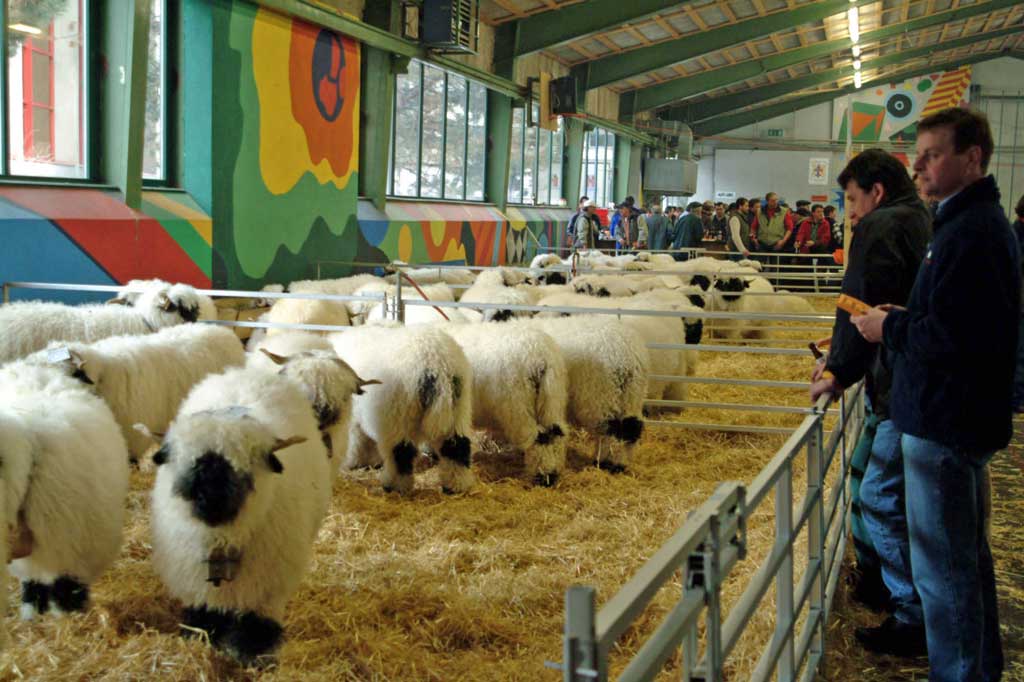 Schwarznasenausstellung in Visp, 2011 © Walliser Bote