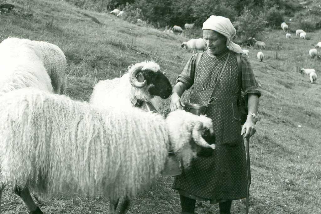 Regina Zimmermann-Treyer mit den Schafen im Baltschiedertal, um 1950 © Karl In-Albon, Brig