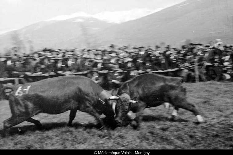 A cow fight in Vetroz in the Rhone valley, 1936 © Raymond Schmid/Mediathek Wallis, Martigny