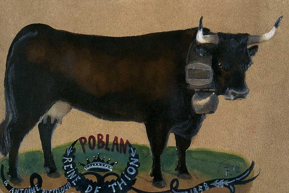 Robert Calpini (1840-1918): portrait of the fighting cow Poblan, 1858. Queen of the Thyon alp in the municipality of Sitten © Geschichtsmuseum Wallis, Sitten