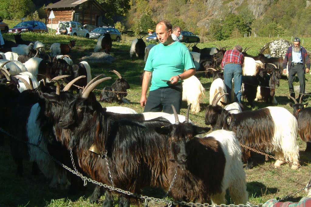 A goat show in Geimen in the municipality of Naters © Walliser Bote