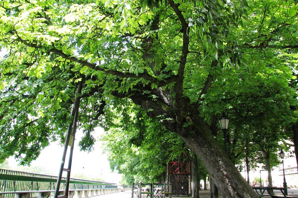 The Official Chestnut Tree on the Promenade de la Treille © Secrétariat général du Grand Conseil, 2011