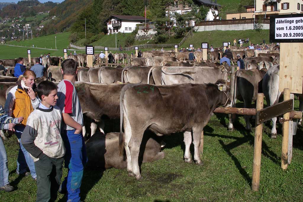 Yearling cows at the Engelberg cattle show, 13 October 2006. © Marius Risi, Engelberg