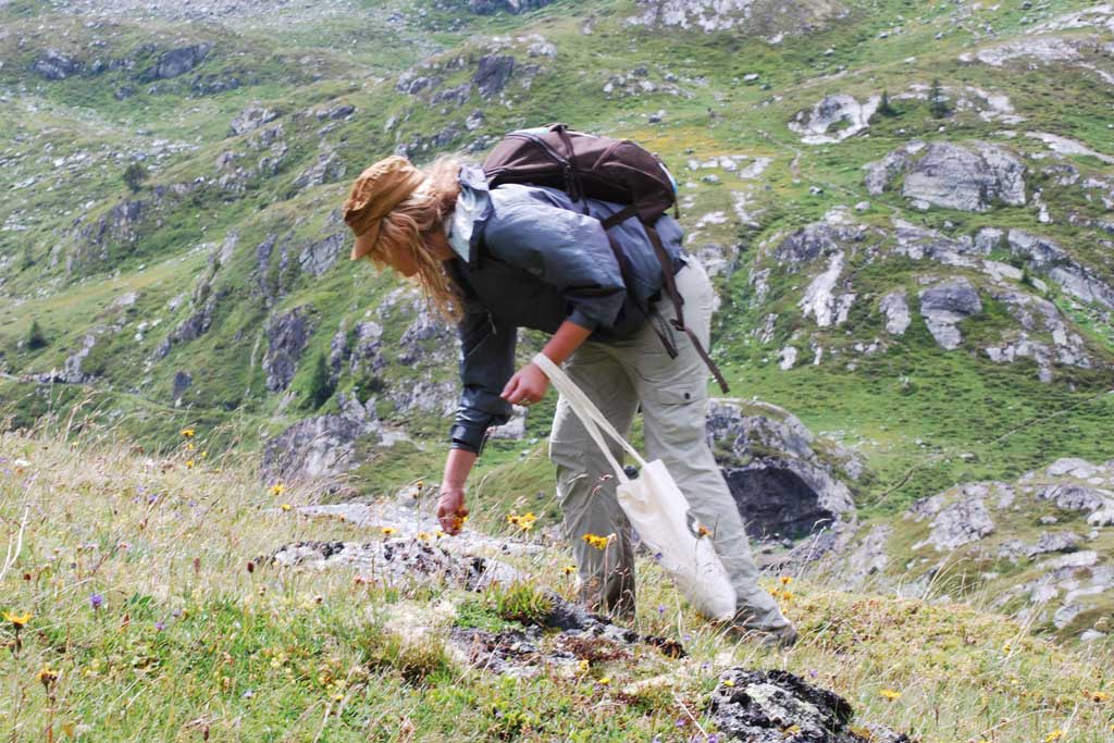 Foraging for arnica in Valais for personal use