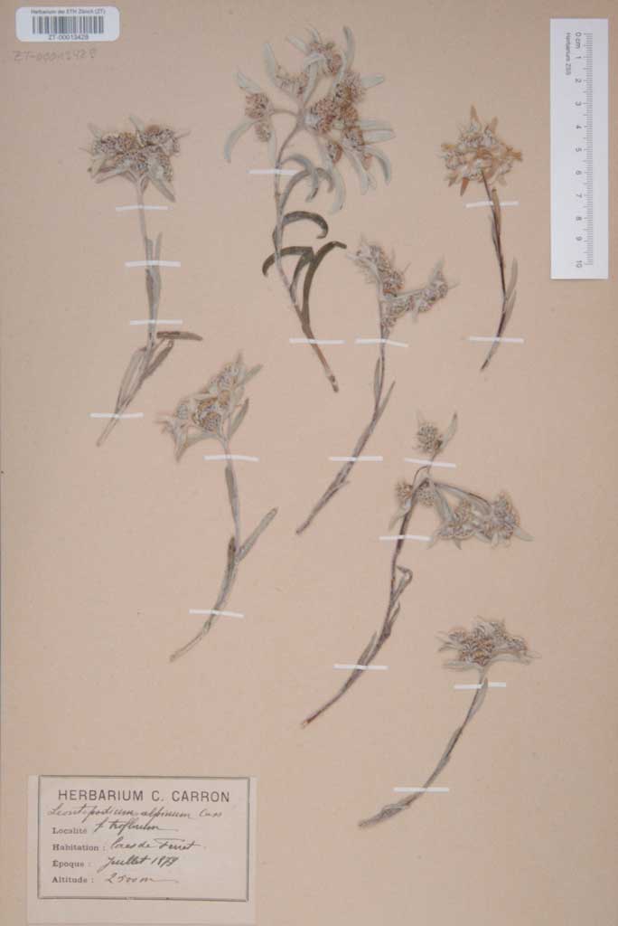Part of an edelweiss herbarium by Canon Camille Carron, dated 1879, foraged from the Ferret Lakes and kept at the Botanical Garden in Zurich