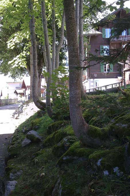 “Alphornwald” in Mürren © Wolfgang Häuptli, 2011
