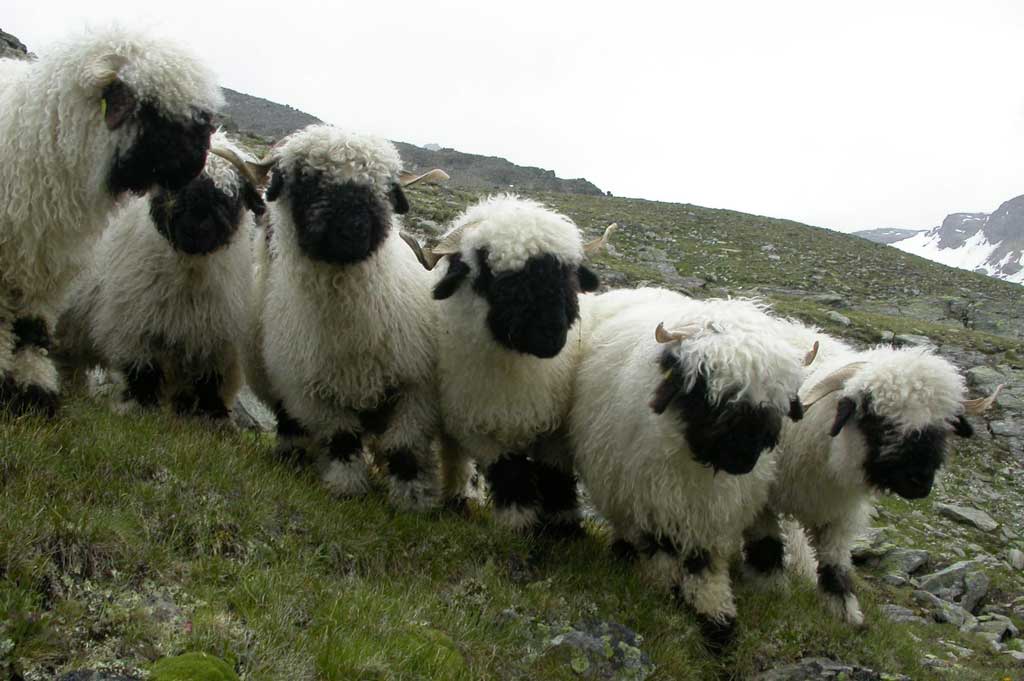Des moutons à nez noir en estivage © Walliser Bote