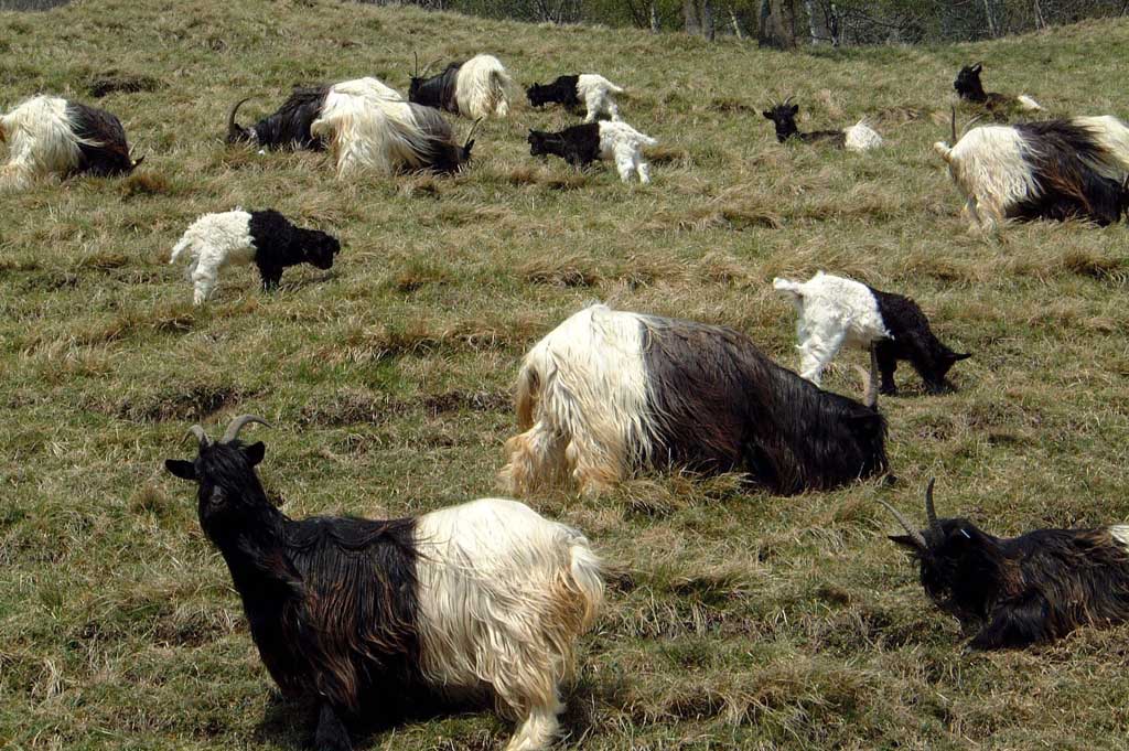 Chèvres à col noir du Haut-Valais © Walliser Bote