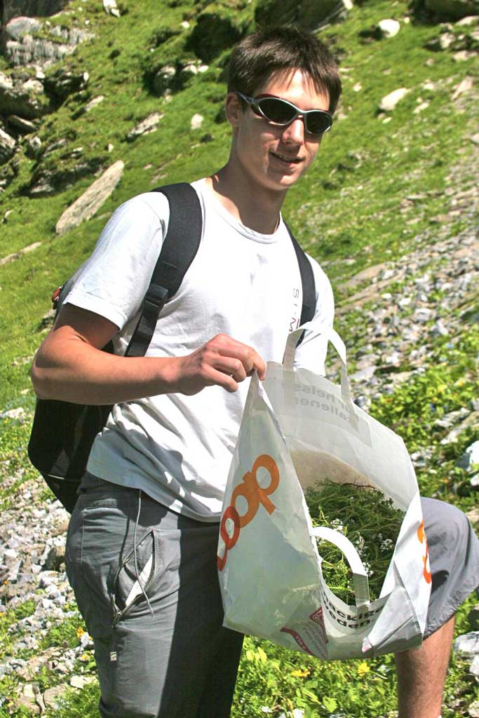 Récolte de ligustique naine en Valais pour une étude analytique afin d’entrevoir une éventuelle domestication (travail de thèse en phytochimie à l’université de Bâle)