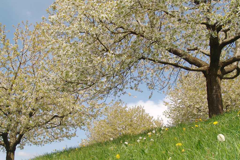 Walchwilerberg, mai 2011 : cerisiers en fleurs à 950 mètres d‘altitude © Caroline Lötscher, Zug/IG Zuger Chriesi