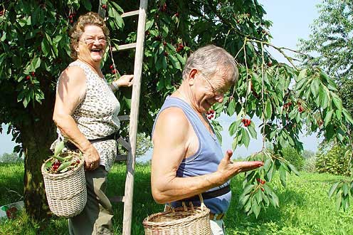 Oberwil bei Zug, juillet 2009 : les cueilleurs attachent les paniers à leur ceinture © Ueli Kleeb, Zug/IG Zuger Chriesi