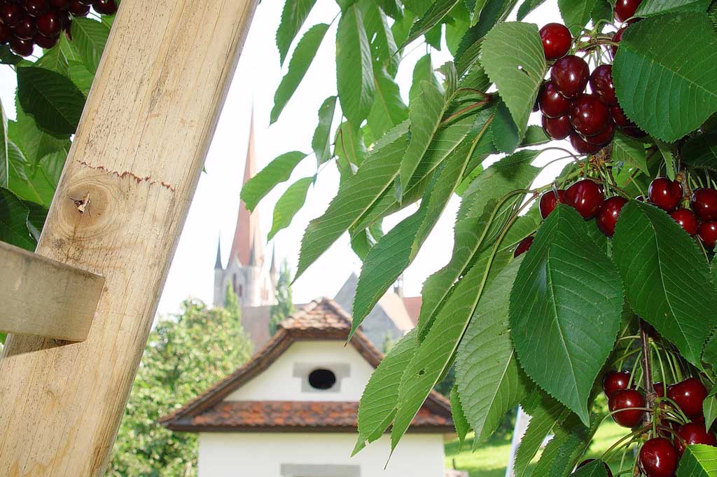 Zoug, église St. Michael, juin 2009 : les cerises sont mûres © Ueli Kleeb, Zug/IG Zuger Chriesi