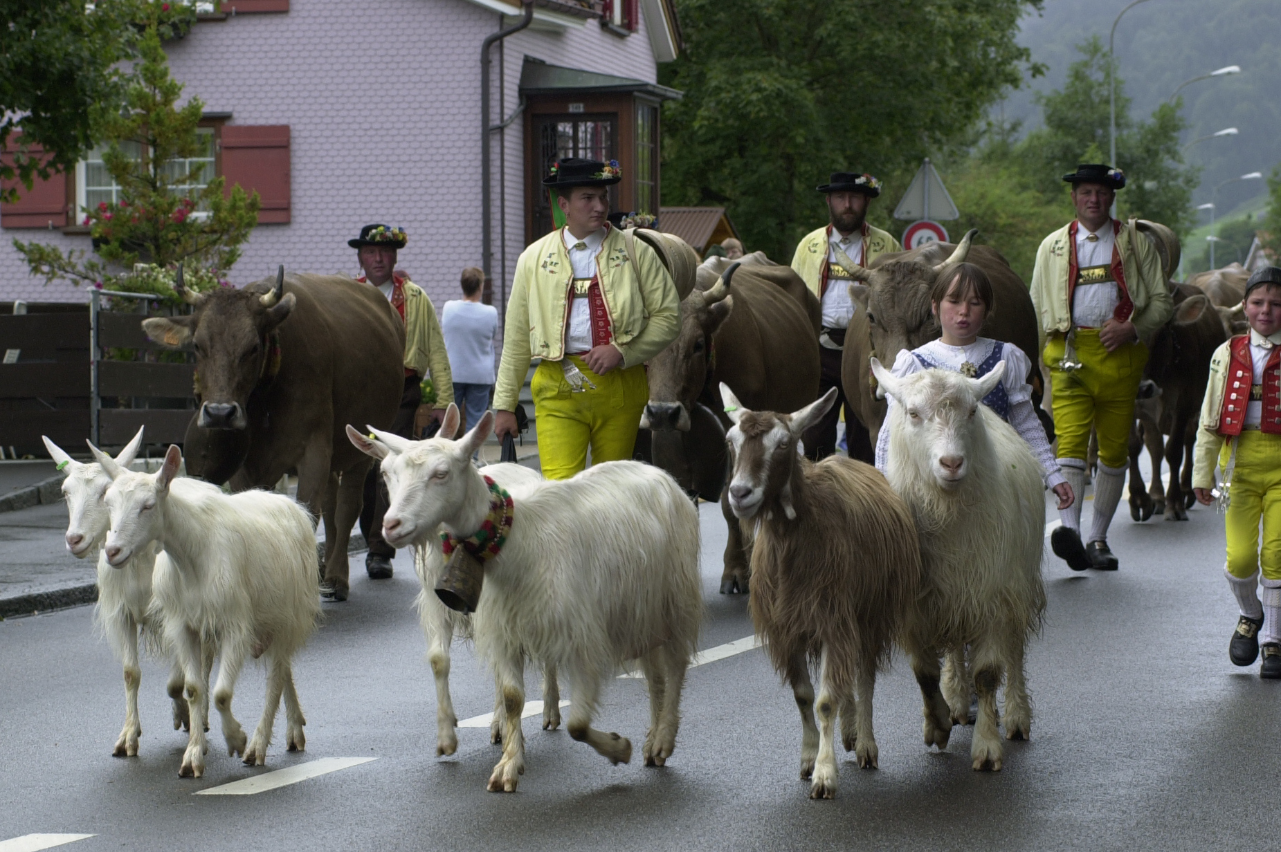 Désalpe, Urnäsch : les chèvres menées par des enfants conduisent le cortège © Hans Hürlemann, Urnäsch, 2001