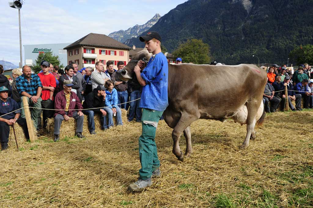 Le fils d’un propriétaire présente une vache, Altdorf, octobre 2010 © Christof Hirtler, Altdorf