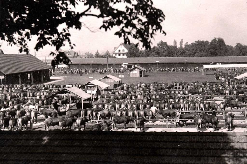 Le marché aux taureaux de Zoug, 1920 © Familie Mettler, Seewen