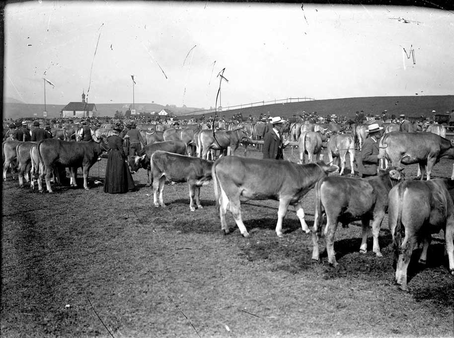 Quand les foires aux bestiaux faisaient encore partie d’une branche dominante de l’économie. Schwyz, années 1930 © Klosterarchiv Einsiedeln