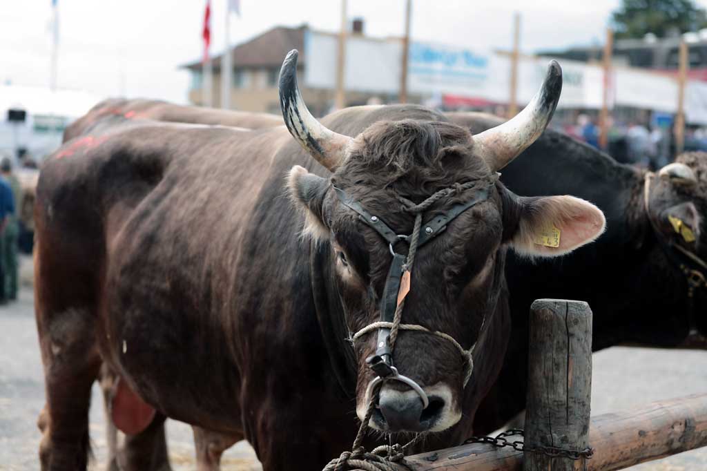 Taureaux d’élevage au marché aux taureaux de Zoug, septembre 2011 © Adalbert Ulrich, Steinhausen