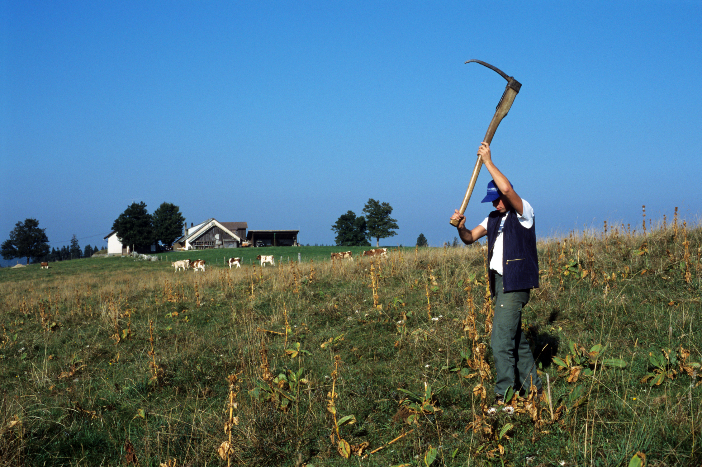 « On déracine les gentianes », Métairie de Jobert, Les Prés d’Orvin, environ 1995-2001 © Mémoires d’Ici, Fonds Beat App	
