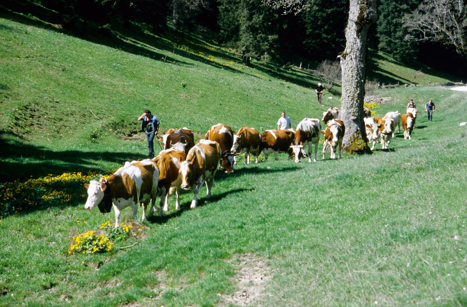 « La montée des vaches à l’alpage », Sortie de la combe du Bex, Corgémont, environ 1995-2001 © Mémoires d’Ici, Fonds Beat App