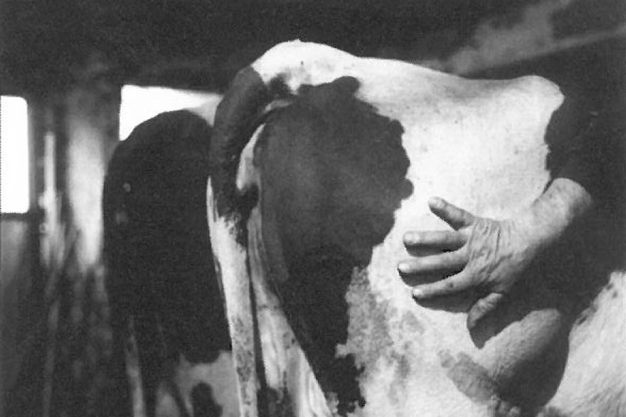 Guérir le bétail (du livre «Les faiseurs de secret» de Pierre Montavon) © Pierre Montavon/Editions d'autre part, Delémont, 2000