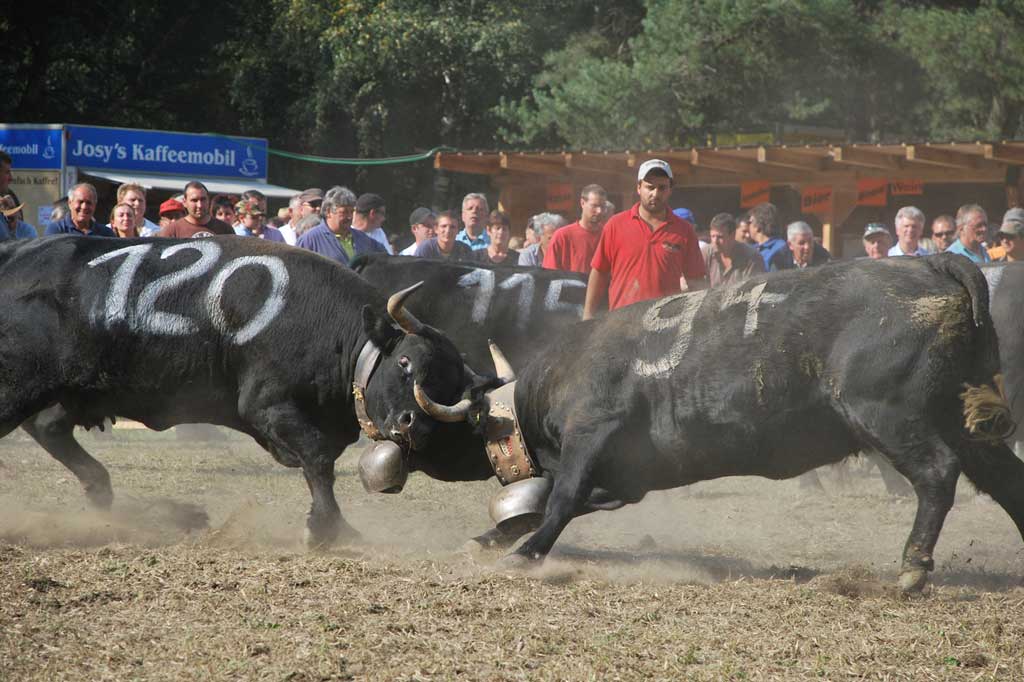 Combattimento di mucche nell’arena Goler a Raron, 2011 © Walliser Bote
