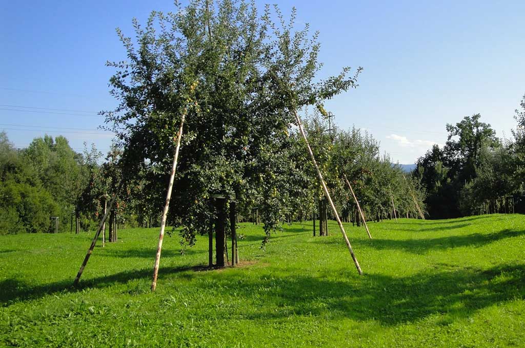 Tradizionali campi agricoli ondulati nell’Oberthurgau © Bruno Hugentobler, 2011