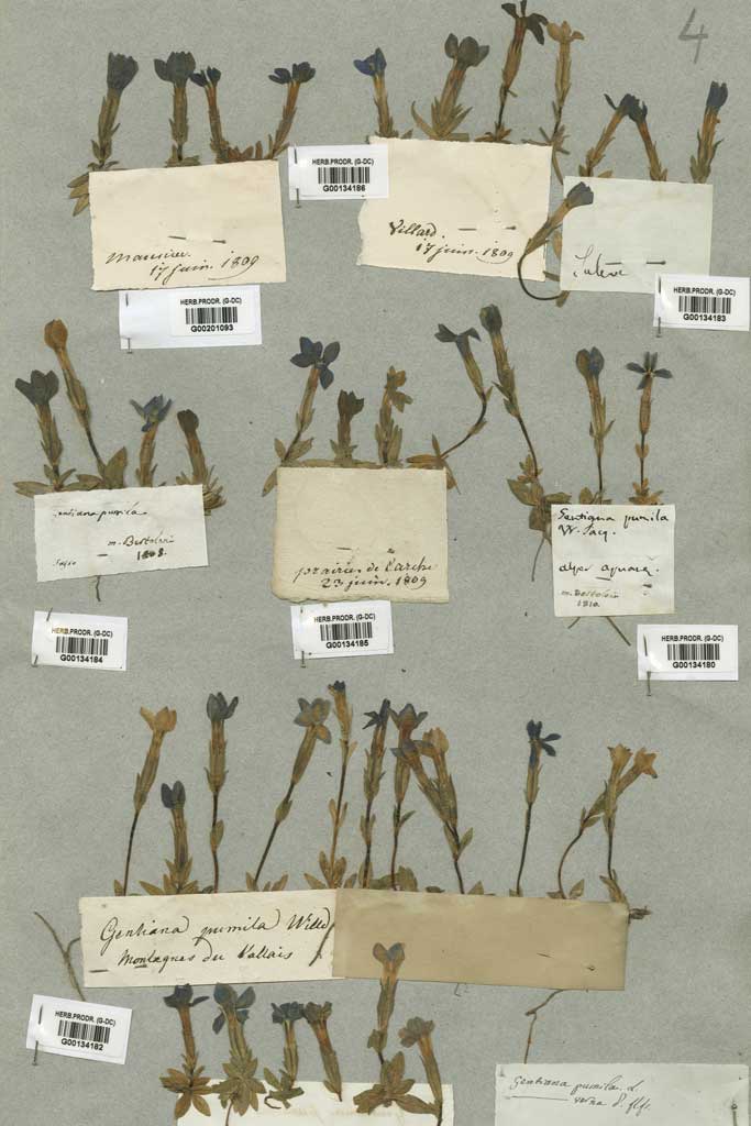 Tavola dell'erbario di Candolle depositata al «Conservatoire et Jardin botaniques» © Conservatoire et Jardin botaniques, Genève