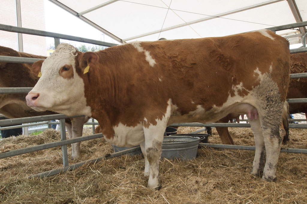Esposizione del bestiame da fattoria © Stefano Crivelli, 2011