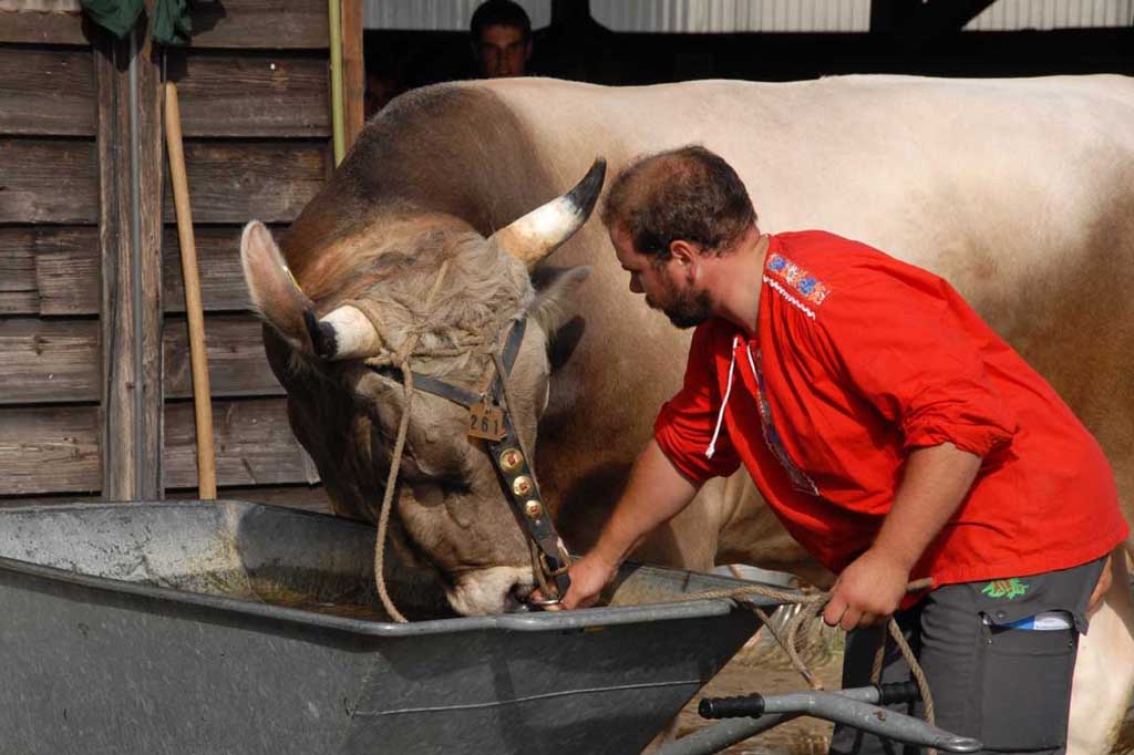 Un toro viene portato all'abbeveratoio, mercato dei tori di Zugo, attorno al 2010 © www.picture-newsletter.com