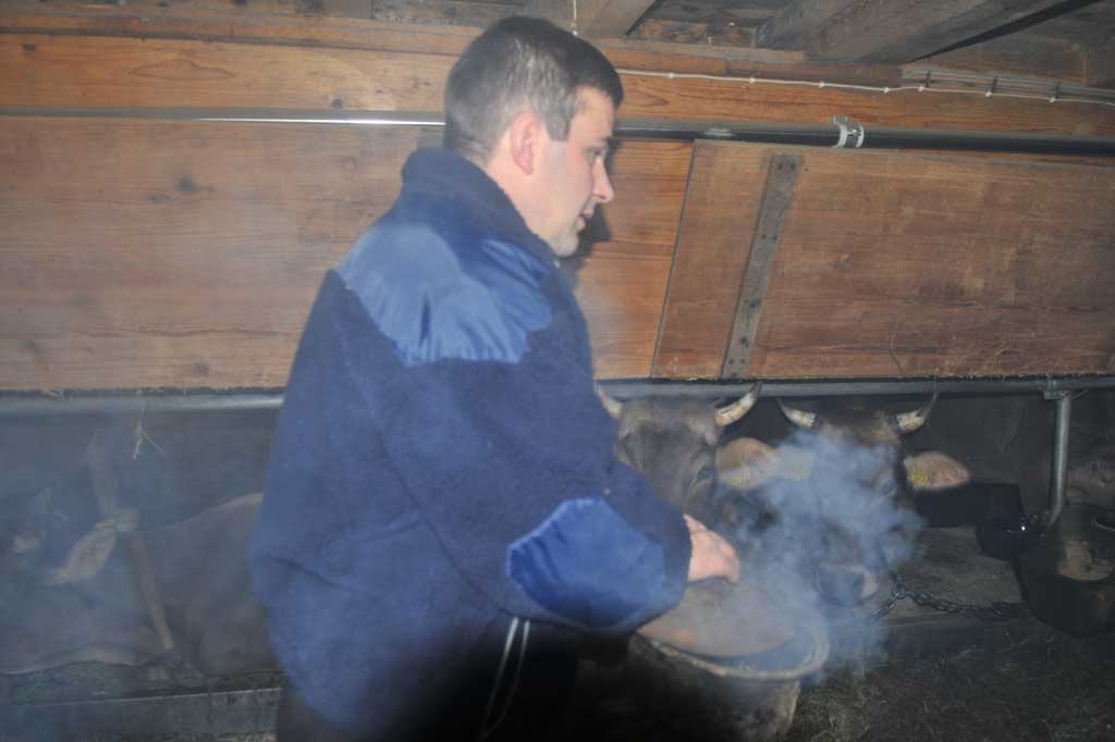 Ruedi Manser, Schlatt Appenzell Dadens, cun l'intschains en la stalla © Ernst Hohl, Urnäsch 2008