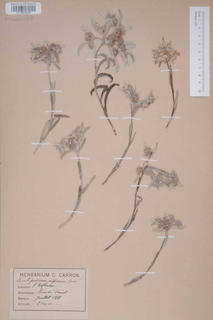 Part d'in erbari da stailalva dal canoni Camille Carron, racolt l'onn 1879 tar ils lais da Ferret e conservà en l'iert botanic da Turitg
