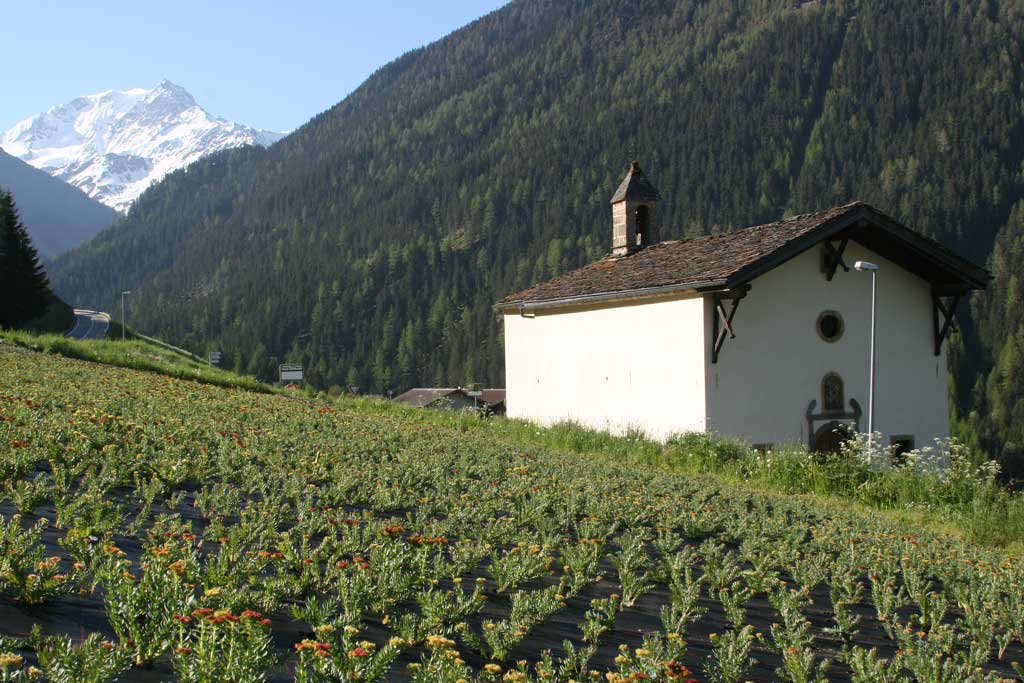 Cultivaziun da la grassella rosa per la producziun d'alicaments (functional food), Vallais